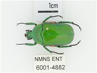 小扇角金龜藏品圖，第1張