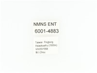 小扇角金龜藏品圖，第2張