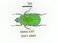 小扇角金龜藏品圖，第1張