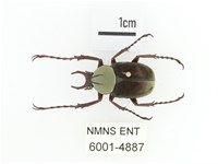 臺灣角金龜藏品圖，第1張