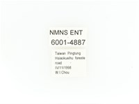 臺灣角金龜藏品圖，第2張