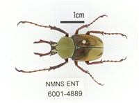 臺灣角金龜藏品圖，第1張