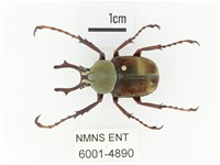 臺灣角金龜藏品圖，第1張