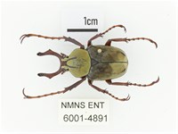 臺灣角金龜藏品圖，第1張