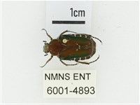 黑斑陷紋金龜藏品圖，第1張