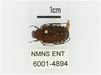 黑斑陷紋金龜藏品圖，第1張