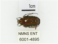 黑斑陷紋金龜藏品圖，第1張