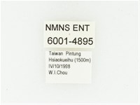 黑斑陷紋金龜藏品圖，第2張