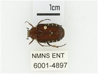 黑斑陷紋金龜藏品圖，第1張