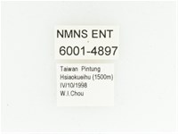 黑斑陷紋金龜藏品圖，第2張