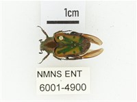 黑斑陷紋金龜藏品圖，第1張