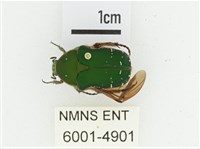 艷邊花金龜藏品圖，第1張