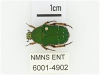 艷邊花金龜藏品圖，第1張