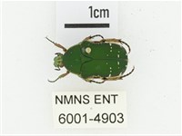 艷邊花金龜藏品圖，第1張