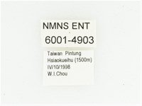 艷邊花金龜藏品圖，第2張