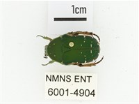 艷邊花金龜藏品圖，第1張