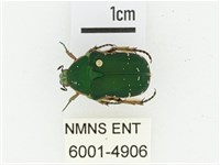 艷邊花金龜藏品圖，第1張