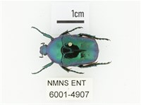 藍艷白點花金龜藏品圖，第1張