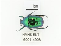 藍艷白點花金龜藏品圖，第1張