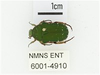 艷邊花金龜藏品圖，第1張