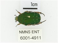 艷邊花金龜藏品圖，第1張