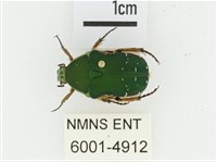 艷邊花金龜藏品圖，第1張