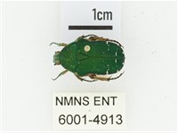 艷邊花金龜藏品圖，第1張