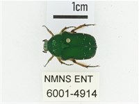 艷邊花金龜藏品圖，第1張