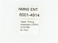 艷邊花金龜藏品圖，第2張