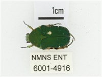 艷邊花金龜藏品圖，第1張