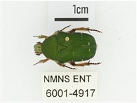 艷邊花金龜藏品圖，第1張