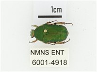 艷邊花金龜藏品圖，第1張