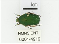 艷邊花金龜藏品圖，第1張