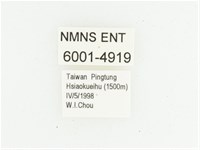 艷邊花金龜藏品圖，第2張