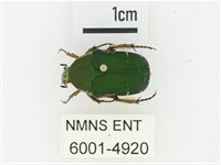 艷邊花金龜藏品圖，第1張