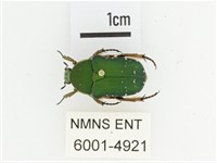 艷邊花金龜藏品圖，第1張