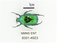 藍艷白點花金龜藏品圖，第1張