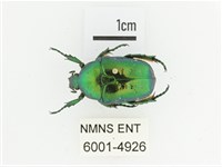 藍艷白點花金龜藏品圖，第1張