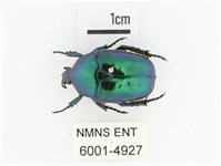 藍艷白點花金龜藏品圖，第1張