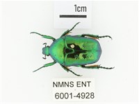 藍艷白點花金龜藏品圖，第1張