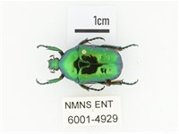 藍艷白點花金龜藏品圖，第1張