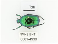 藍艷白點花金龜藏品圖，第1張