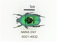 藍艷白點花金龜藏品圖，第1張