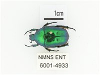 藍艷白點花金龜藏品圖，第1張