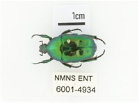 藍艷白點花金龜藏品圖，第1張
