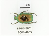 藍艷白點花金龜藏品圖，第1張