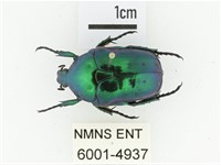 藍艷白點花金龜藏品圖，第1張