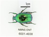 藍艷白點花金龜藏品圖，第1張