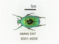 藍艷白點花金龜藏品圖，第1張
