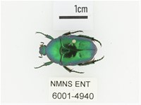 藍艷白點花金龜藏品圖，第1張